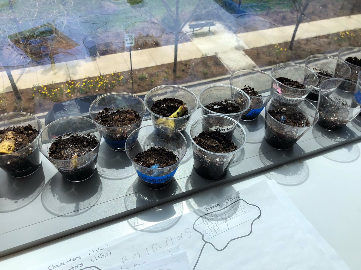 #Kindergarten is learning about #decomposition in our #waste unit. Banana peels, carrots, tea bag, coffee stirrer, foam, paper- what will happen to these things? We’ve made our guesses! What do you think? <a href="/GWAcademyChi/">GEMS World Academy</a>