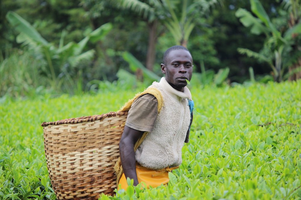 Meet #JusTeaFarmer Eric! He's been working with us since 2016. We are committed to supporting small scale farmers through providing sustainable wages. Support Fair Trade partnerships by shopping with us online! 🌿