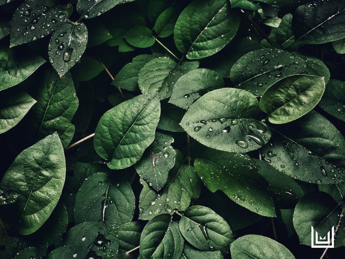 What makes #ComfortExtraStrength different? 🌱

Our formulation contains premium quality phyto-cannabinoids from six different plants-each contributing its own specific value to the body.
.
.
#HealthFacts #PlantBased #HerbalMedicine #NaturalProducts buff.ly/2Ko1950