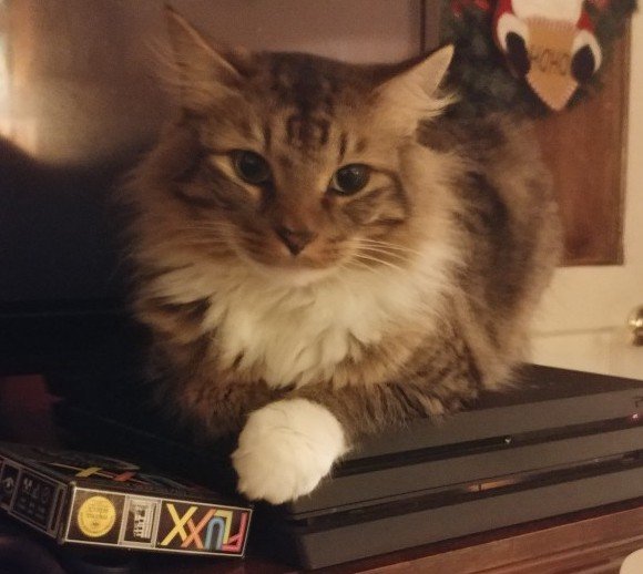 CDL Techrangers tweet media