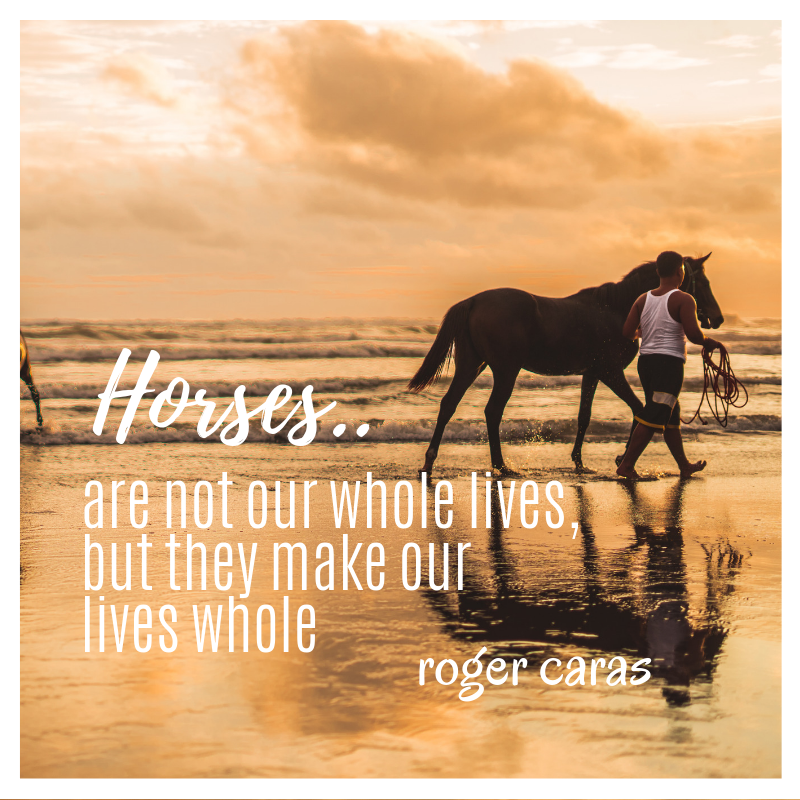 redninjaoil's tweet photo. #Horse #Horses #Animals #Horseriding #Myhorse #Horsehead #Horselove #Farm #Horsejumping #Horserider #Horsey #Horsegirl #Horselove #Horseback #HorsebackRiding #Horselovers #Equine #betacarotene #redpalm #palmoil #redninjaoil #Instahorses #Horseoftheday https://t.co/b02WIjDDkb