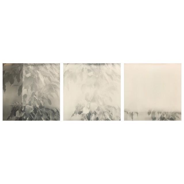 aitchclarke's tweet photo. Fading leaves : camera : MiNTslr670s film : polaroid originals 600 BW (with deliberate light leaks) #polaroidweek #polaroidweek2019
#roidweek #roidweek2019 #polaroidoriginals #mintcamera #slr670s #mintslr670s #beniceshootfilm #heyfsc #fscpolaroid #instan… https://t.co/eh7eyJgiPJ https://t.co/P3cnqaw31H