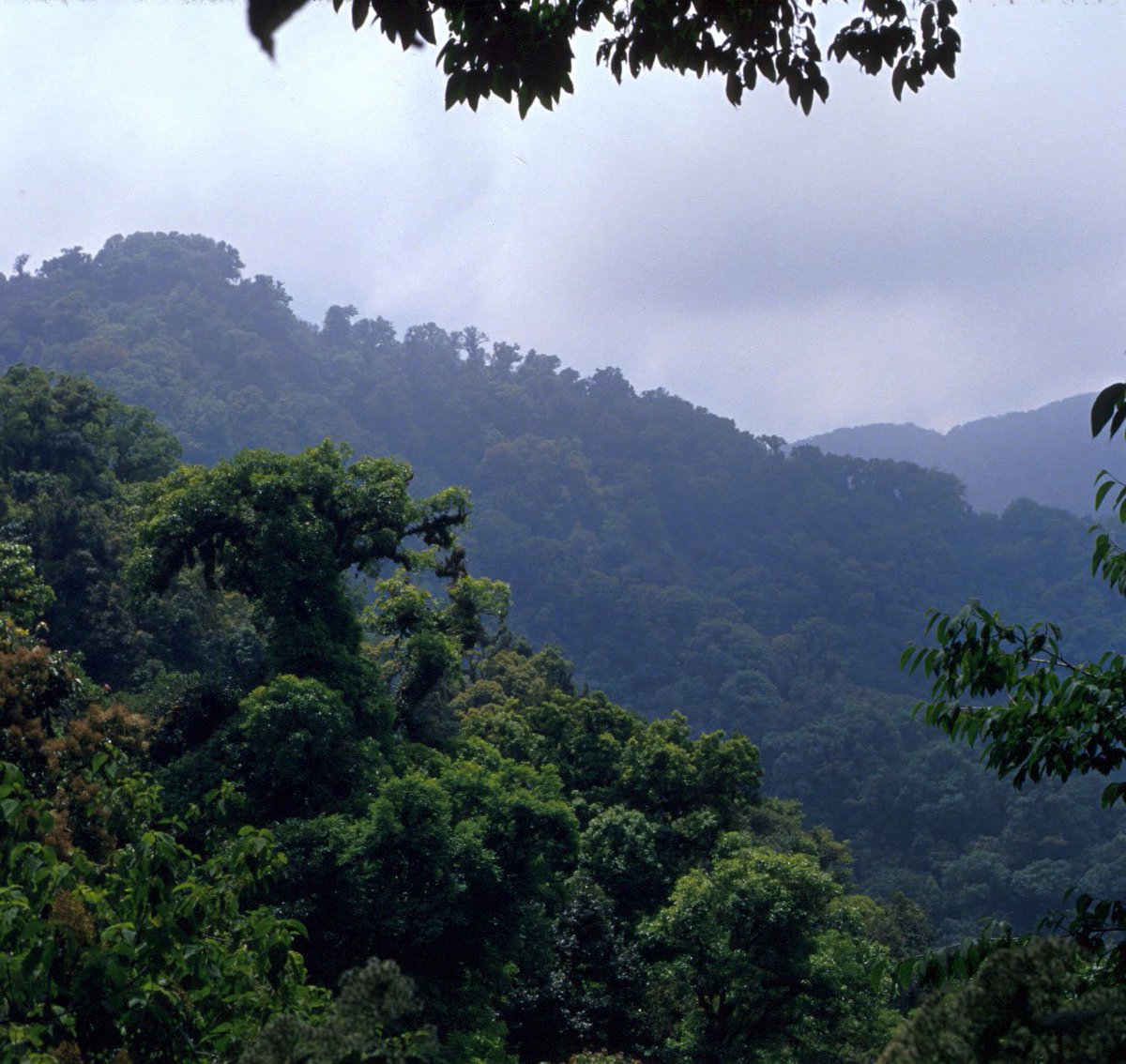 protectedplanet's tweet photo. "El Triunfo, Mexico harbours intact cloud forests as far as the eye can see along the Sierra Madre de Chiapas, with the Horned Guan and Resplendent Quetzal nesting in 30m oak trees, and tree ferns gracing the understorey" Philip's #FavouriteProtectedArea! https://t.co/6rmwCBQEJW https://t.co/T69gJC6ZEN