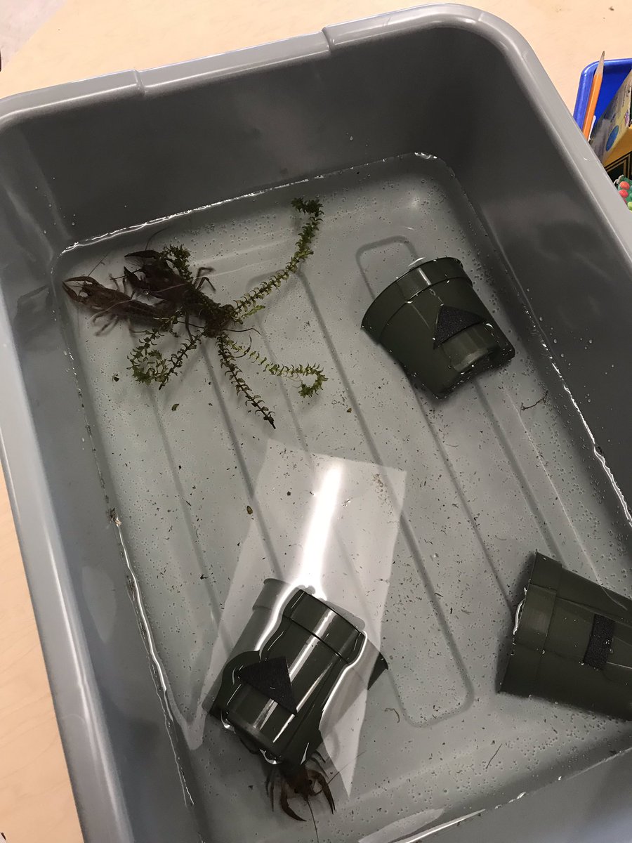 LesGesek's tweet image. The crayfish have arrived! @justinelhill @Mrs_McGinley @rperryesm #grade3atese #FOSSscience