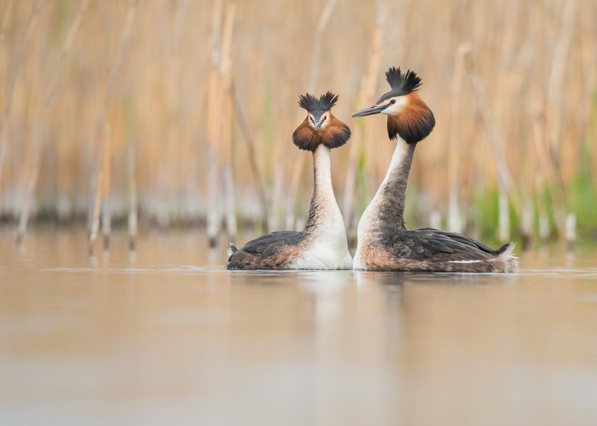 James O'Neill tweet media