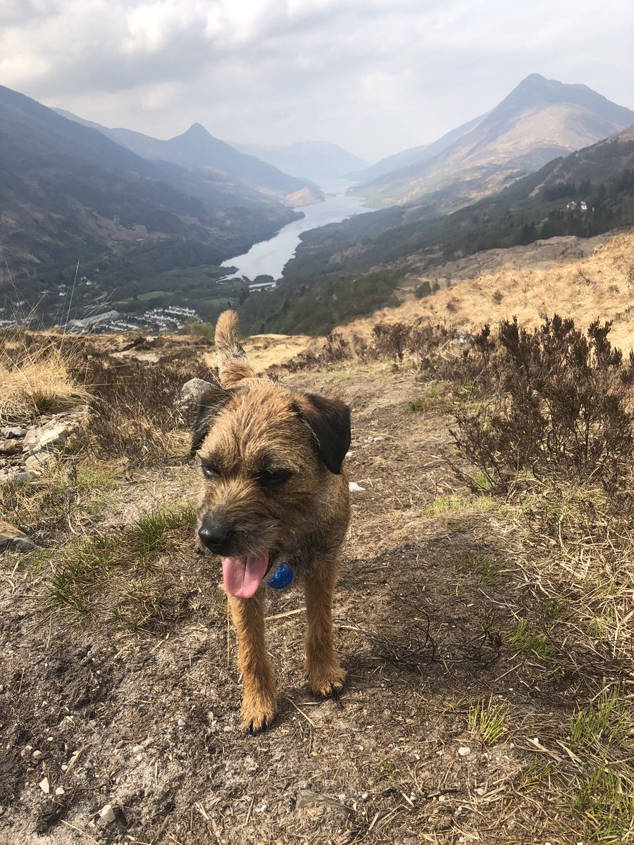 Team0blackwater's tweet photo. Our office pup Monty out enjoying the great whether and awsome views over Loch Leven on Sunday  ☀️😀😎 #westisbest #kinlochleven #scotlandisnow #scotlandhour https://t.co/ujj0QbbA1T