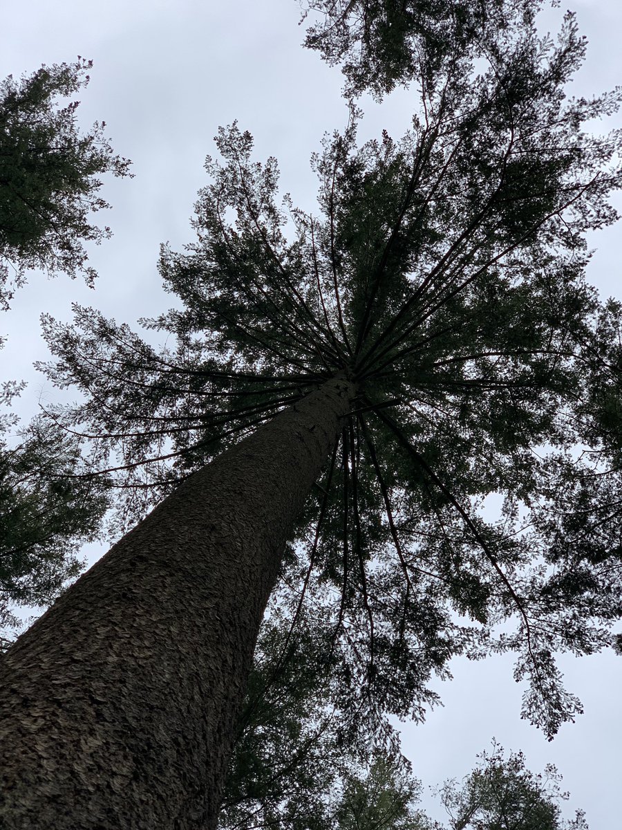 biancakraak's tweet photo. Vandaag organiseerde #KNBV samen met de meest bevlogen no-nonsens #bosbouwer & #beheerder Rob Philipsen een rondleiding door het #pefc #bos van gem. Epe. Thema: Douglas op arme groeiplaats en groeiplaatsverbetering. Prachtige en ondergewaarde boom die Douglas! #bosbeheer #bomen https://t.co/6QOUm5dhi5