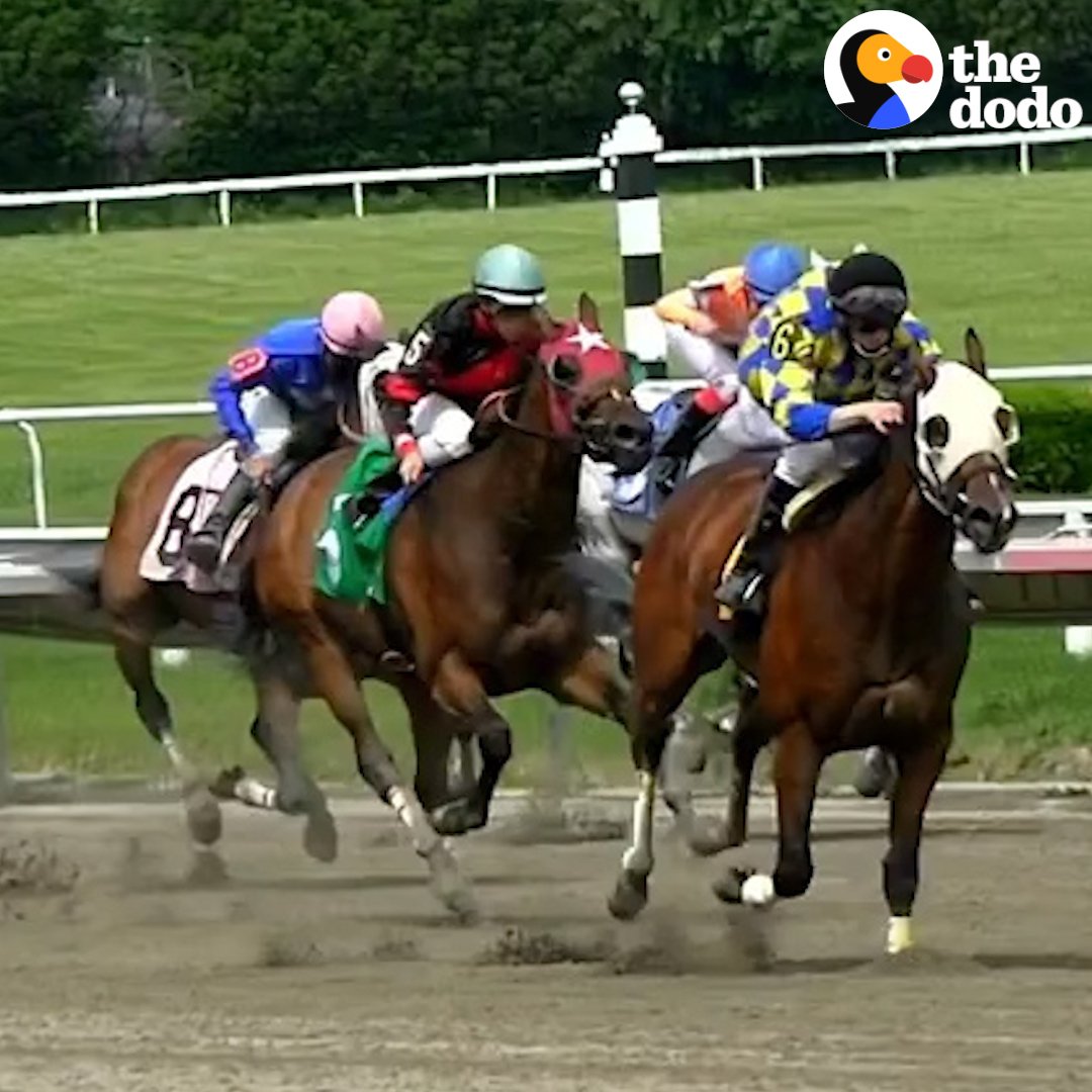 The Dodo on Twitter: