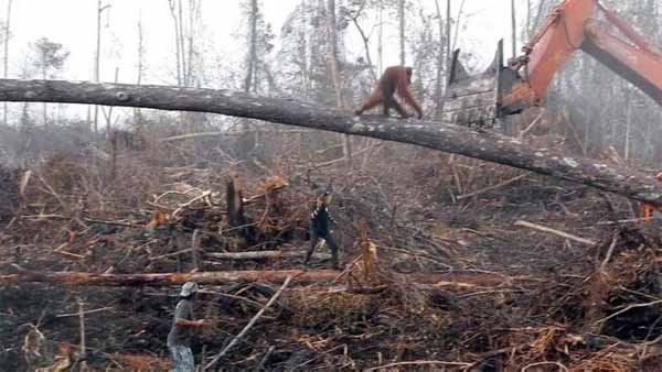 monde_biodi's tweet photo. En 2018, le monde a perdu 12 millions d'hectares de forêts tropicales, soit la taille du Nicaragua dont 3,6 millions d'hectares de forêts tropicales primaires. https://t.co/yovhnkzw3t