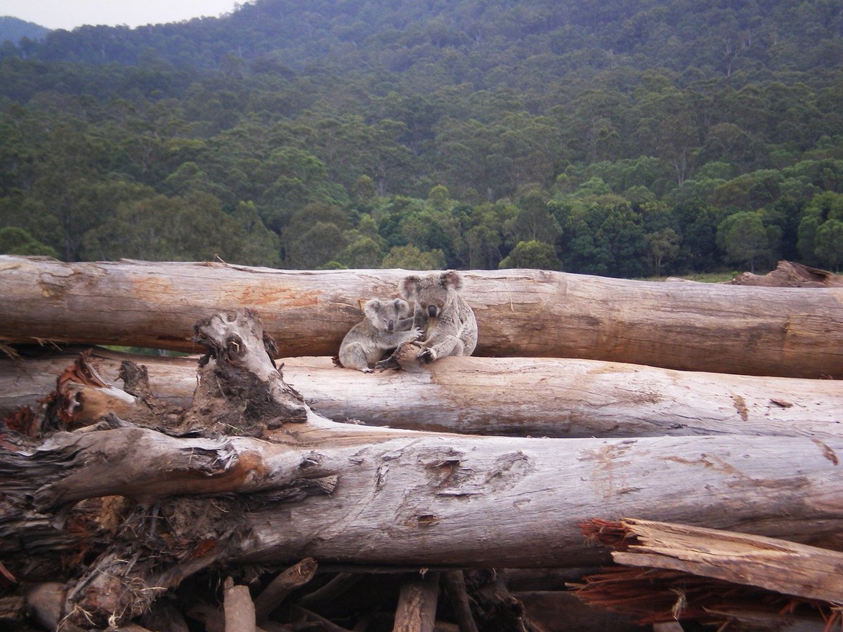 monde_biodi's tweet photo. En 2018, le monde a perdu 12 millions d'hectares de forêts tropicales, soit la taille du Nicaragua dont 3,6 millions d'hectares de forêts tropicales primaires. https://t.co/yovhnkzw3t