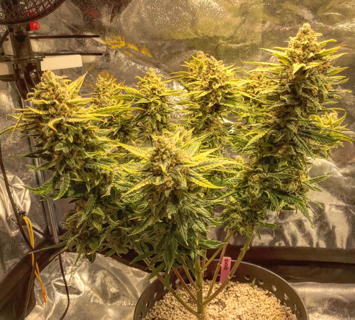 WeeDoMaNCERbook's tweet photo. Acabando el cultivo de las #quickcriticalplus y #quickkush de #dinafem Rapidísima floración, resistentes y resinosas #autocultivo #marihuanamedicinal #marihuanalegal #weedomancer #cultivoled #CultivaTuMedicina https://t.co/DIYwvG127I