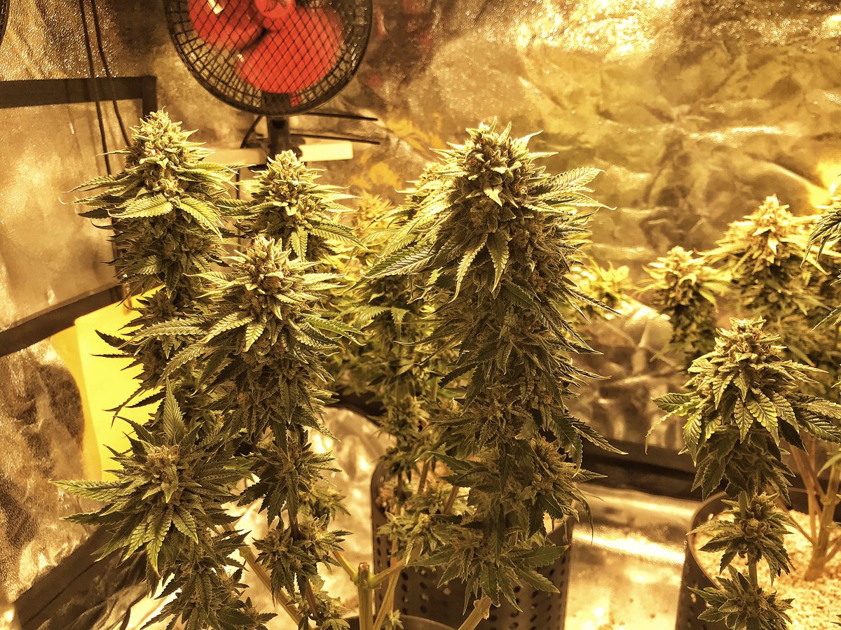 WeeDoMaNCERbook's tweet photo. Acabando el cultivo de las #quickcriticalplus y #quickkush de #dinafem Rapidísima floración, resistentes y resinosas #autocultivo #marihuanamedicinal #marihuanalegal #weedomancer #cultivoled #CultivaTuMedicina https://t.co/DIYwvG127I