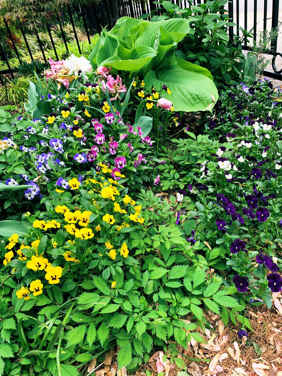 karaswisher's tweet image. ”Be a garden in a city, and be all the love you’ve lost ... And make a garden of every sorrow you never will outgrow. Plant every single thing you never really understood,
And watch it become a tree, and stand under it, and know why.” — Mark Tredinnick, “A Gathered Distance”