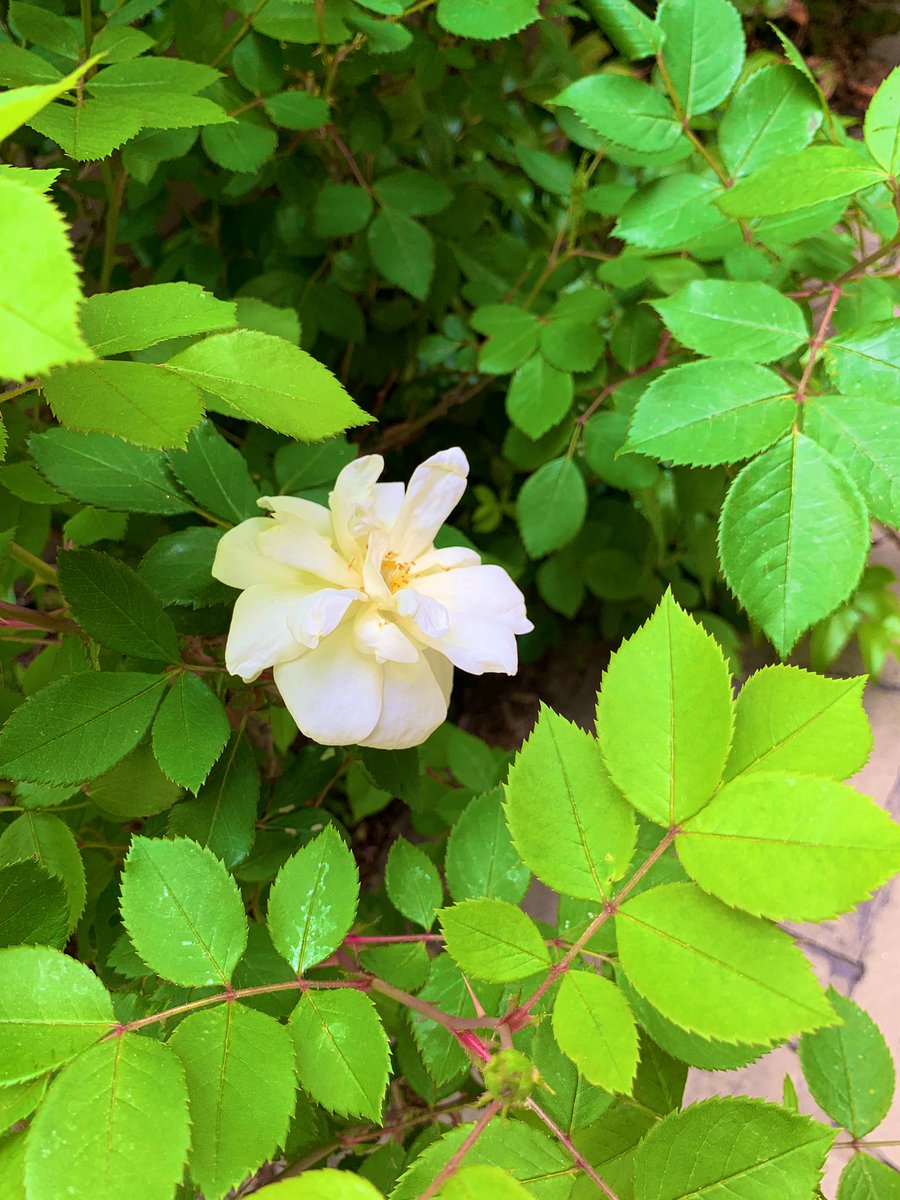 karaswisher's tweet image. ”Be a garden in a city, and be all the love you’ve lost ... And make a garden of every sorrow you never will outgrow. Plant every single thing you never really understood,
And watch it become a tree, and stand under it, and know why.” — Mark Tredinnick, “A Gathered Distance”