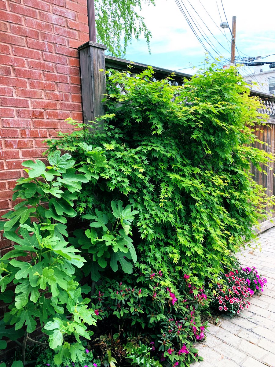 karaswisher's tweet image. ”Be a garden in a city, and be all the love you’ve lost ... And make a garden of every sorrow you never will outgrow. Plant every single thing you never really understood,
And watch it become a tree, and stand under it, and know why.” — Mark Tredinnick, “A Gathered Distance”