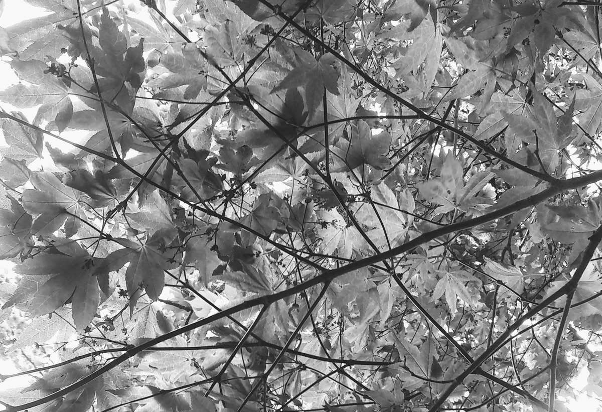 'fractured'
#BlackAndWhitePhotography #blackandwhite #blackandwhitephoto #monochrome #bnwphotography #bnw #nature #NaturePhotography #naturephoto