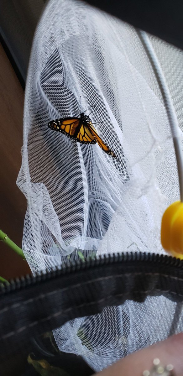 HambysHive's tweet photo. Butterfly Release! 🦋 The Male Monarch hung around the @Travis_SMCISD garden for a bit after we released them. #HambysHive https://t.co/yJbeXQ0j5N