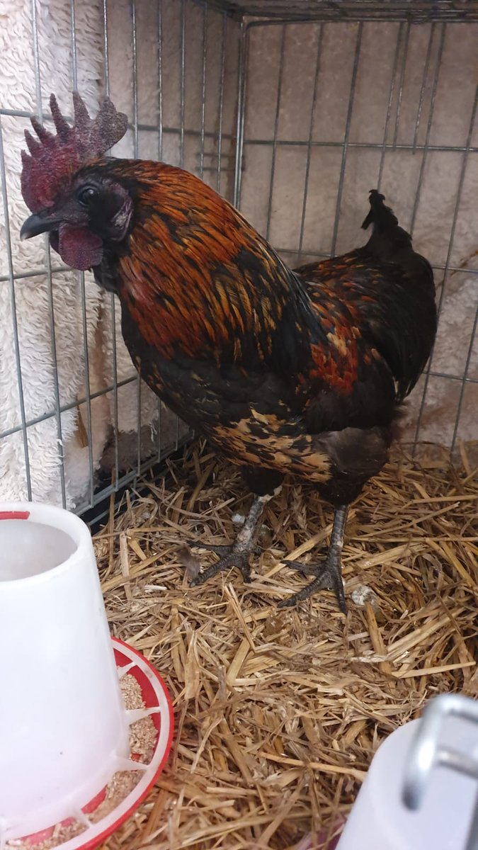 Sweet 1Abused cockerel needs a loving home.  Can You Help please? Whitby area nth Yorkshire 
Please  Re-tweet @undermywinghens @kym_whittet @ExBatsforEver @biglad1 @BHWTOfficial @Gr3ffi @sarahnatural #cockerel #rescue