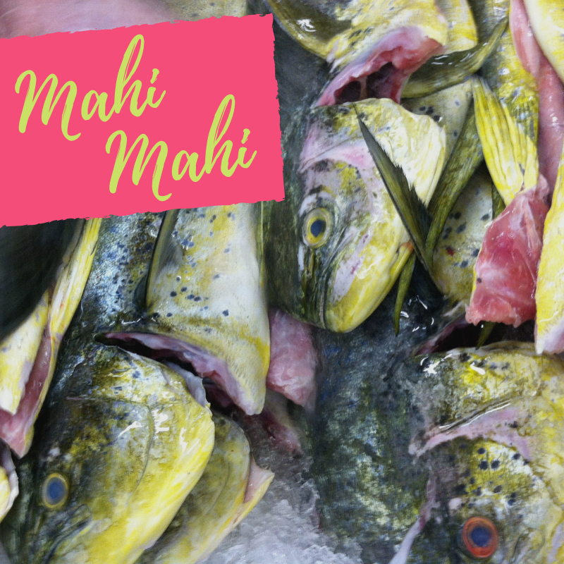EuclidFishCo's tweet photo. Just look at the colors on these beautiful 𝓜𝓪𝓱𝓲 𝓜𝓪𝓱𝓲! Fine grained, firm meat with large, moist flakes and a mildly sweet flavor - is your mouth watering yet?
•
•
•
#mahimahi #seafood #eatmorefish https://t.co/XG32CCpkq9
