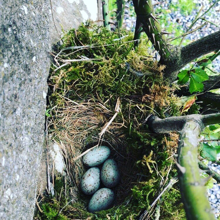 heatherstanle11's tweet photo. Favourite time of the year #spring #easter https://t.co/GlYee7nkw0