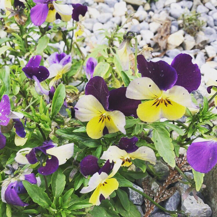 heatherstanle11's tweet photo. Favourite time of the year #spring #easter https://t.co/GlYee7nkw0