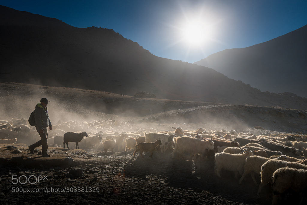 Popular on 500px : Let's Go Out_DSC1625.jpg by withManish ladakh,people,leh,shadows,adventure,sheep,animals,goats,chashmere,changthang,chapga,travel photography,sunrise,landscape,shepherd,mountains,himalayas#haero #ttot #RTW #travel