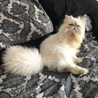 StrawbCatRescue's tweet photo. MunchkieJinx 10mth Colourpoint Persian boy. Can be homed with FluffyDolly. INDOOR ONLY. Ok with quiet children > 12. Very friendly, purrs a lot, has lived with another cat and a dog
EMAIL FOR A FORM info@strawberrypersianpedigreecatrescue.co.uk
#strawberrycatrescue #adoptdontbuy https://t.co/B6ztLLbU1Y