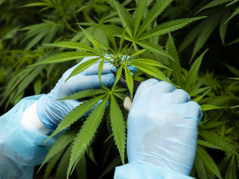 treetopsonly's tweet photo. Legal weed would create at least 21000 jobs: think tank https://t.co/EGIktNSUZg https://t.co/tV3w2NMJJZ