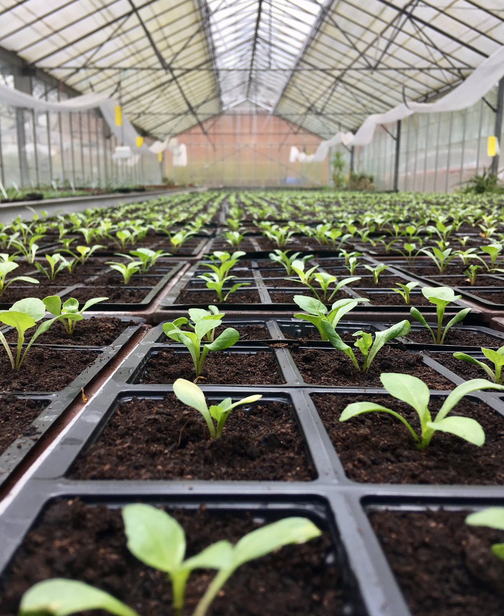 leeotoole99's tweet photo. Summer Bedding Growing @AshridgeHouse https://t.co/vYNvOxBVSB