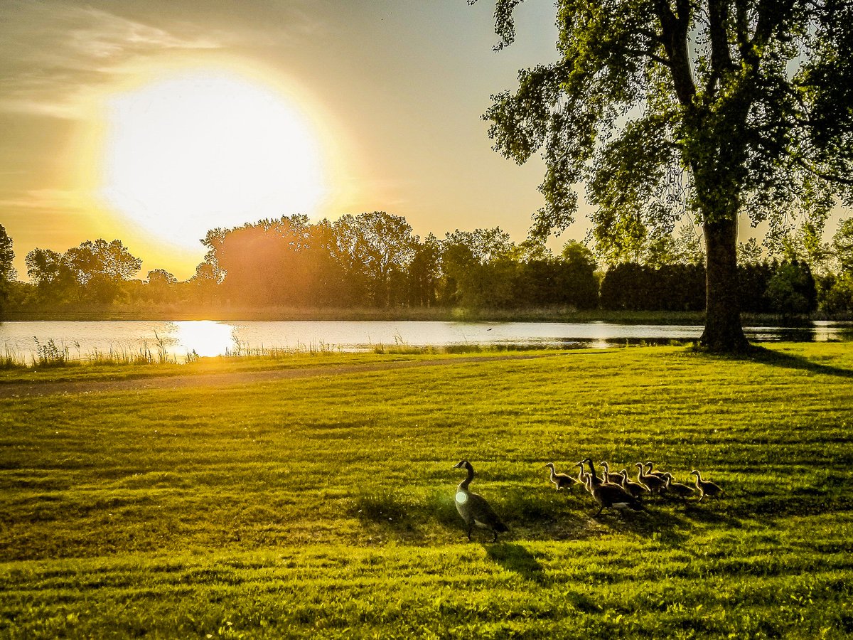 dougsundin's tweet photo. I #photographed this #goose and #goslings during #sunrise on May 25th, 2018. #park #oshkosh #wi #wisconsin #throwbackthursday https://t.co/K08efLDhIS