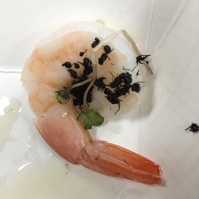 Claudio Gratton (@flypod2) on Twitter photo Shrimp and lemon ants snack #swarmtotable <a href="/brooklynbugs/">Brooklyn Bugs</a> Awesome flavor!
#2tw bit.ly/2UWtW5t Shrimp and lemon ants snack #swarmtotable <a href="/brooklynbugs/">Brooklyn Bugs</a> Awesome flavor!
#2tw bit.ly/2UWtW5t