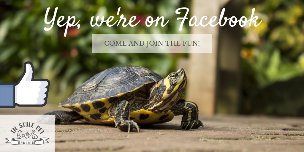 InStylePet's tweet image. If you&apos;re active on Facebook, check out our page at buff.ly/2GJ09EO for more great tips, products and articles!