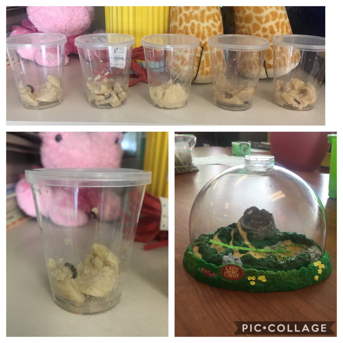@TerryK_Zellwood has been learning about how to help the Earth. We made bird feeders for the birds here at school. 🦜We are growing butterflies 🦋 and ladybugs 🐞 in the room. Tomorrow we start composting. 🐛🥬🍞🥕🐛🍎🌻🌳☕️🐛@ZellwoodEagles #zeseagles #oneclassatatime #earthweek