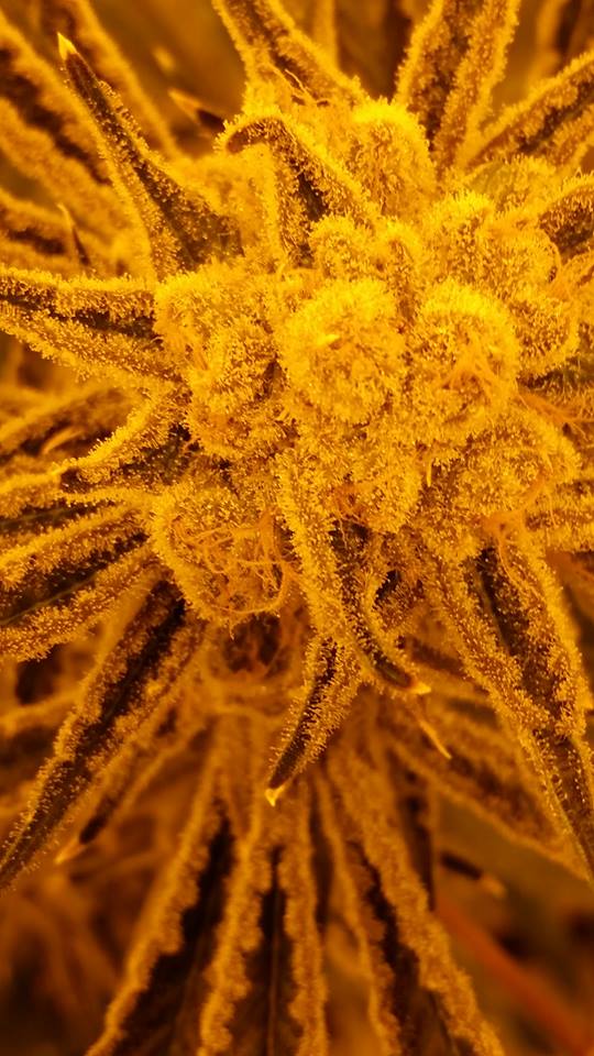 So Frosted!!! ❄️💎🤤

#SpadyBud #BestQualityGardens #BQG #Cannabis #Marijuana #Weed #Kush #Ganja #MaryJane #Hemp #Pot #PNW #Washington #WA #i502 #CannabisCommunity #CannabisCulture #WeedPorn #Weedstagram #CBD #THC #Stoner

I-502 Compliant.