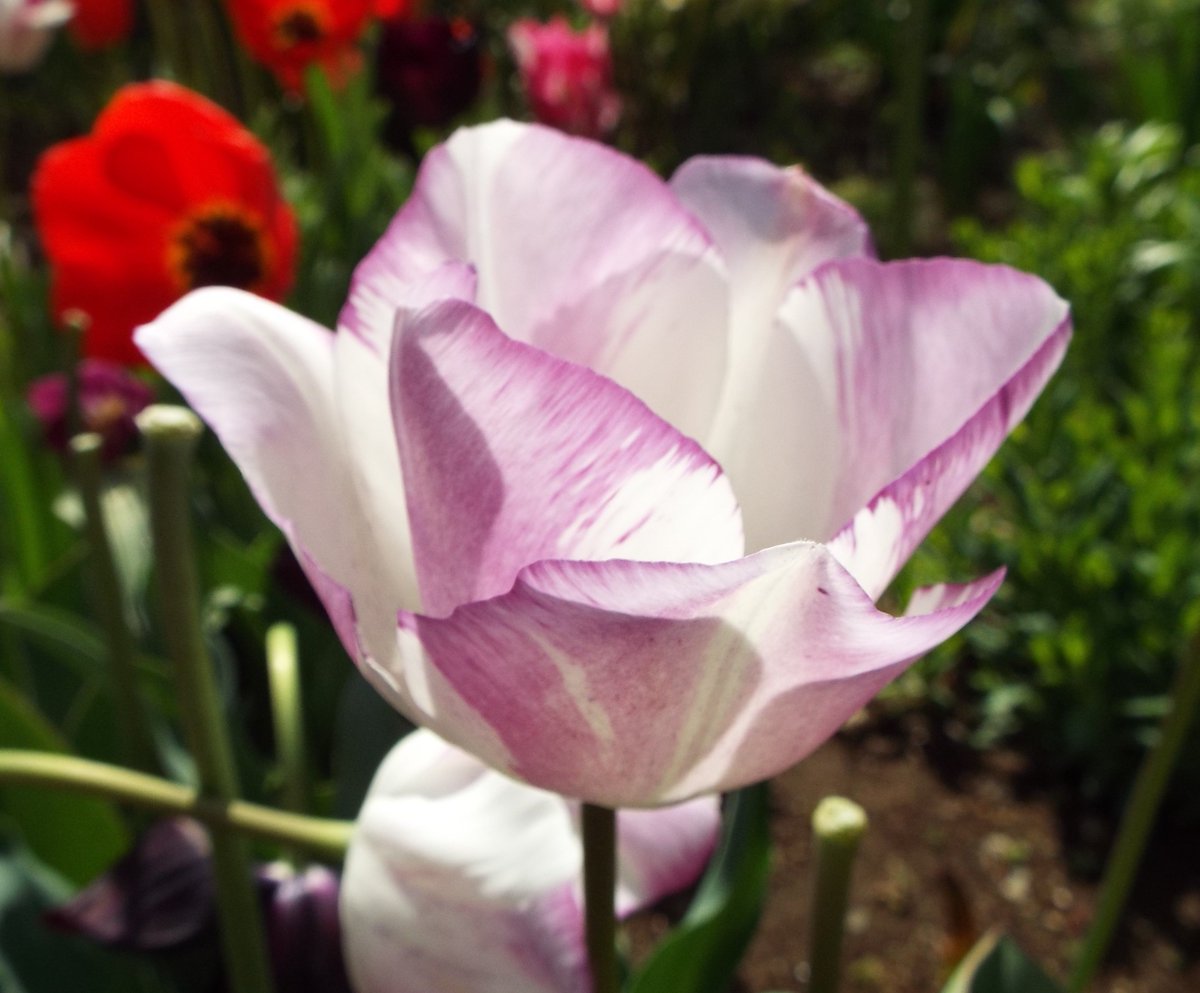 きょう4月26日の誕生花：チューリップ🌷 
この花は、ユリ科チューリップ属の多年草の球根植物。
別名：ウッコンコウ 
原産地：中央アジア～北アフリカ 
花言葉：思いやり・理想の恋人・名声・名誉・博愛 など