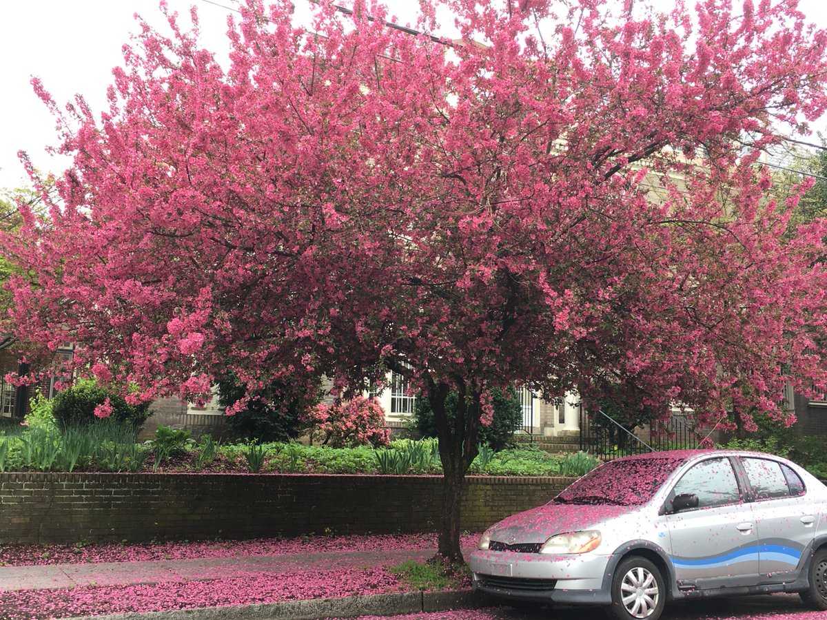 I love my spot here under a big old Silver Maple on Osage ave, but every spring I wish I'd been left under a tree with pink flowers. 

#Spring #Philly <a href="/philly311/">Philly311</a> #abandoned #car