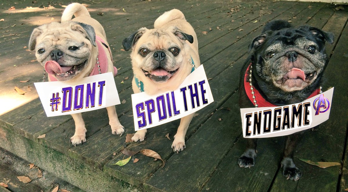 HousePUGaryen's tweet photo. Don’t do it. #DontSpoilTheEndgame @Avengers @Russo_Brothers @RobertDowneyJr @ChrisEvans @chrishemsworth #HousePugaryen @Marvel https://t.co/fXjb81Fi3s