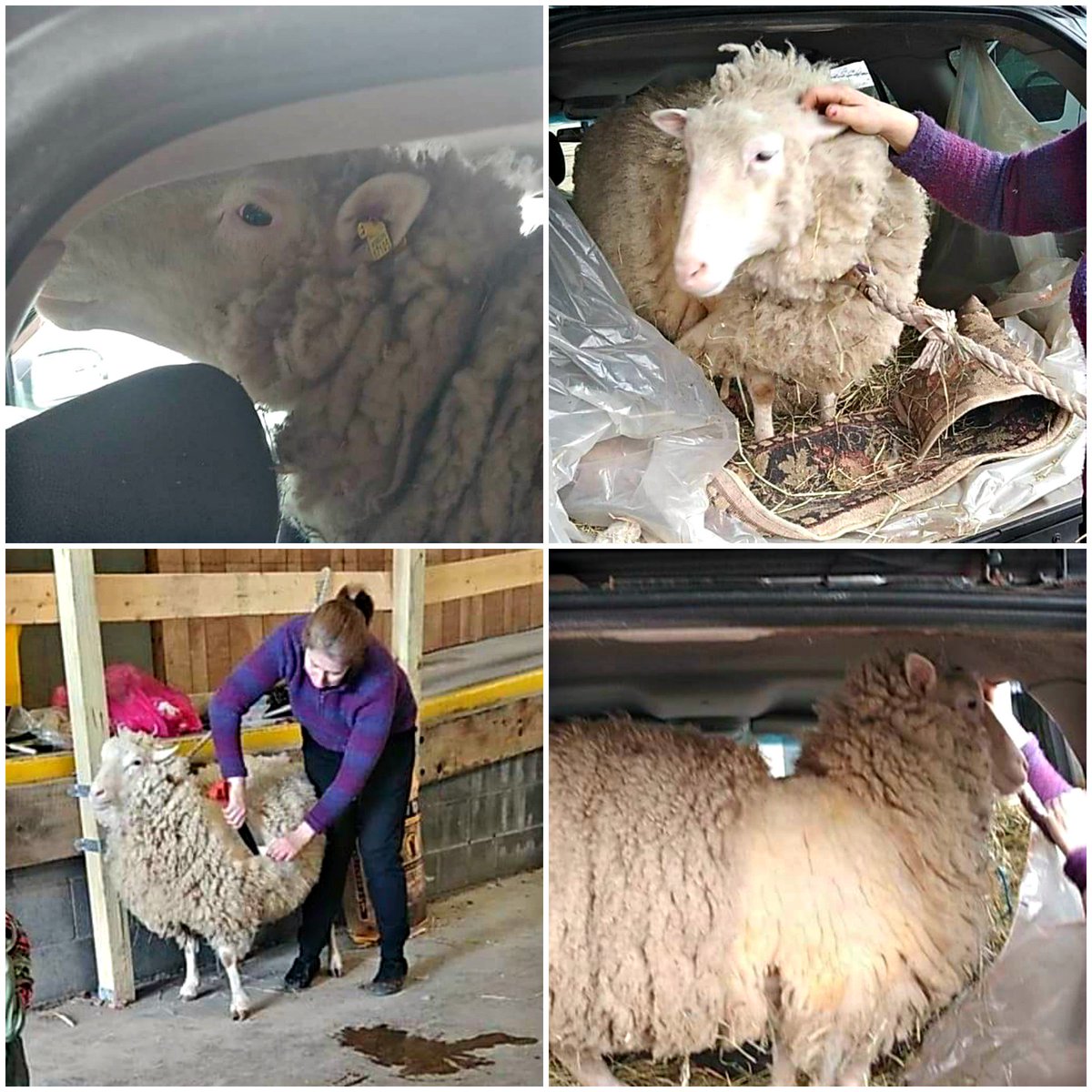 AlbanyNYLibrary's tweet photo. Daisy the Sheep came to our Washington Ave Branch (& maybe got a little too excited on the garage floor...) for some sheep shearing & wool carding! π
We love having animal visitors at our li-BAHHHHH-ry! #sheepfriends #daisythesheep https://t.co/TQHJtfaAnd