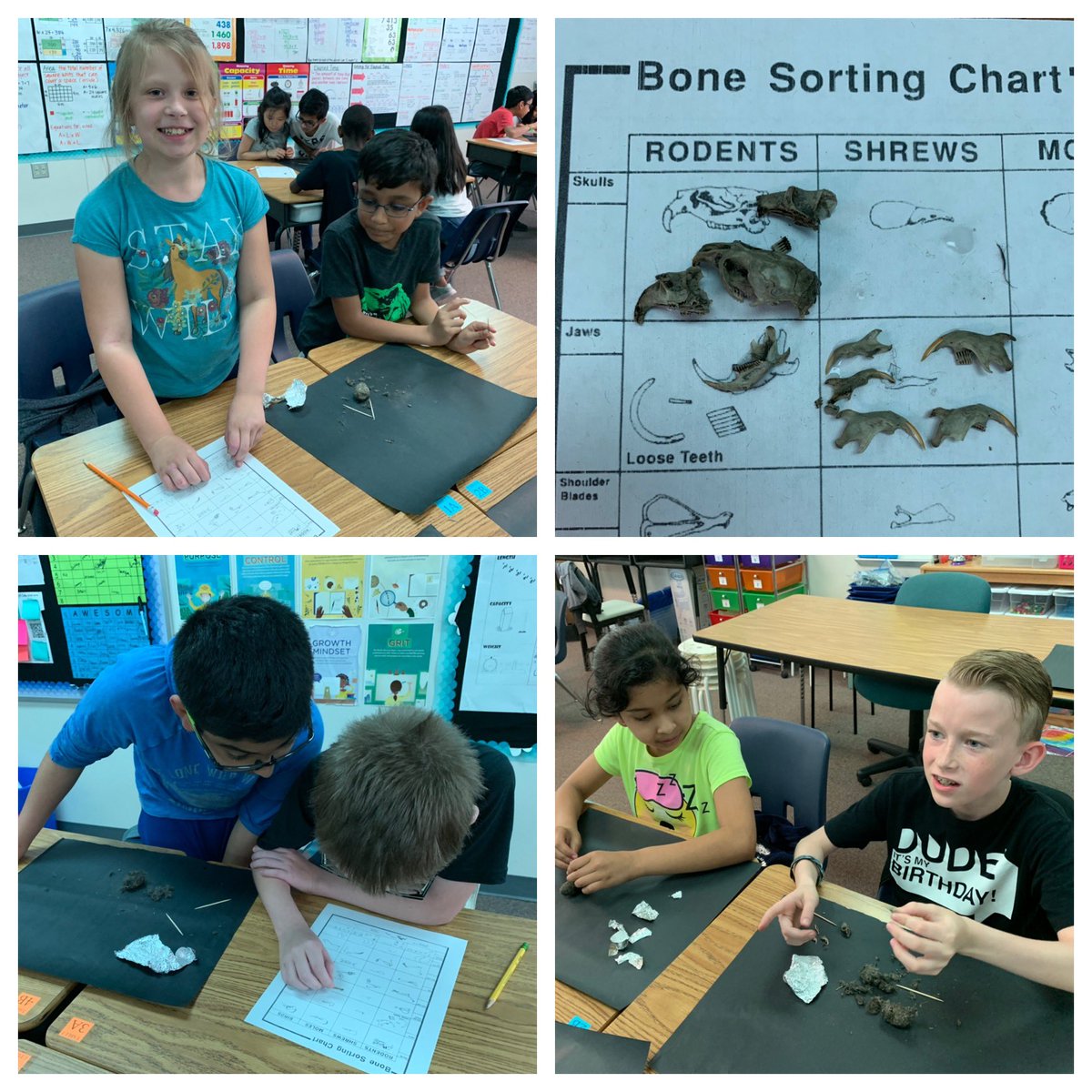 mrsnganha's tweet photo. Mrs. Ha’s class dissecting owl pellets! Thank you, Mrs. Frankson! @KFrankson3 @AshleyElem https://t.co/jGvv7tOO5K