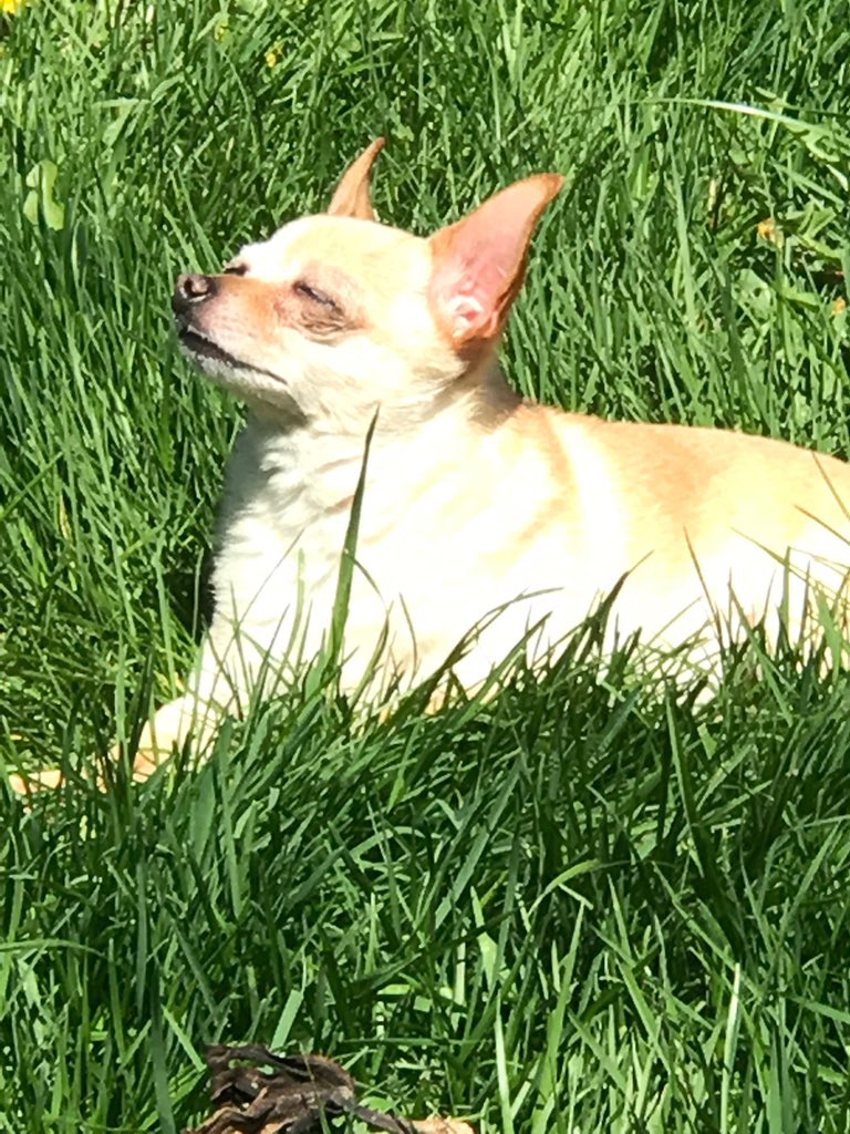 TallisAndrea's tweet photo. I wish I could feel even a fraction of the happiness my dog feels when she sunbathes https://t.co/w5MSfiOEta