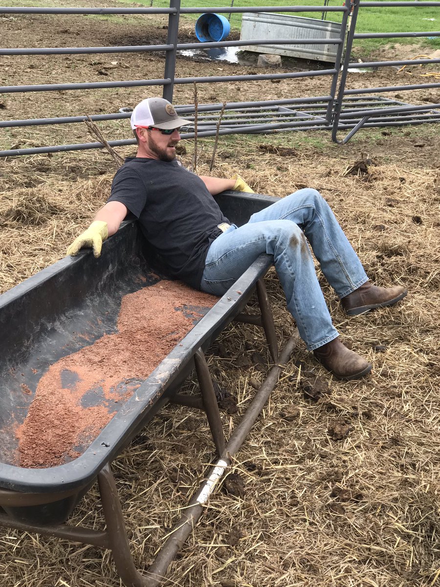 HouseCattle's tweet image. What you look like when you work calves without the right equipment... 
#BusinessBreed #IAmAngus #AngusCattle #blacksngus #eatbeef #CABcattle #angusheifer #calf  #getranchy #ksbeef #ksfarm #myksfarmlife #cattle #angusassoc #natural #ethical #CHC #4fsranch #farmtotable #kansas