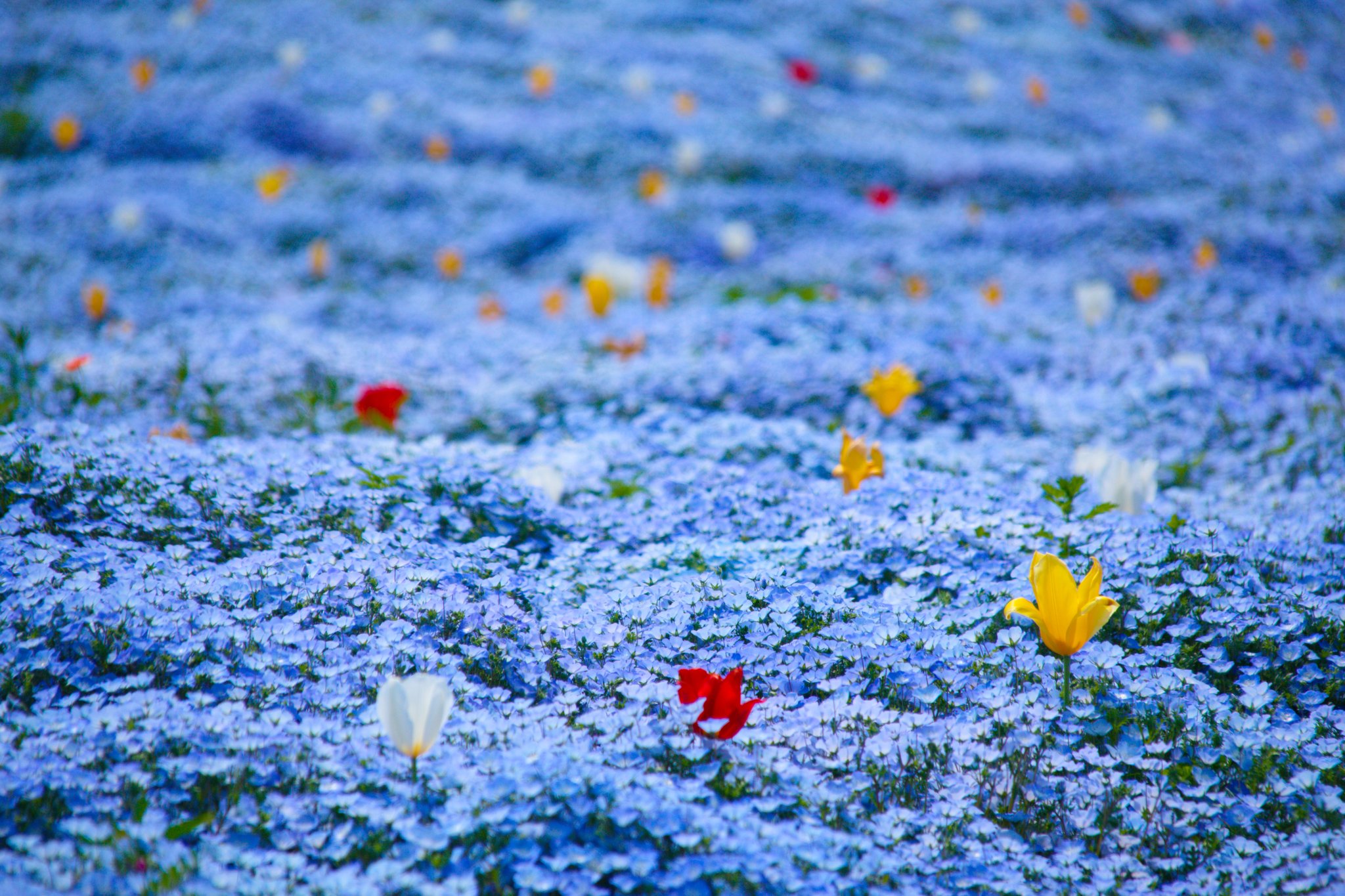 ヤトさん 何処までも広がる青い花の海と そこに揺蕩う様に咲く花の嫋やかさがとても素晴らしい景観を作り上げていました この時期の関西の風物詩となりそうな可能性を感じます ファインダー越しの私の世界 キリトリセカイ Photography 舞洲