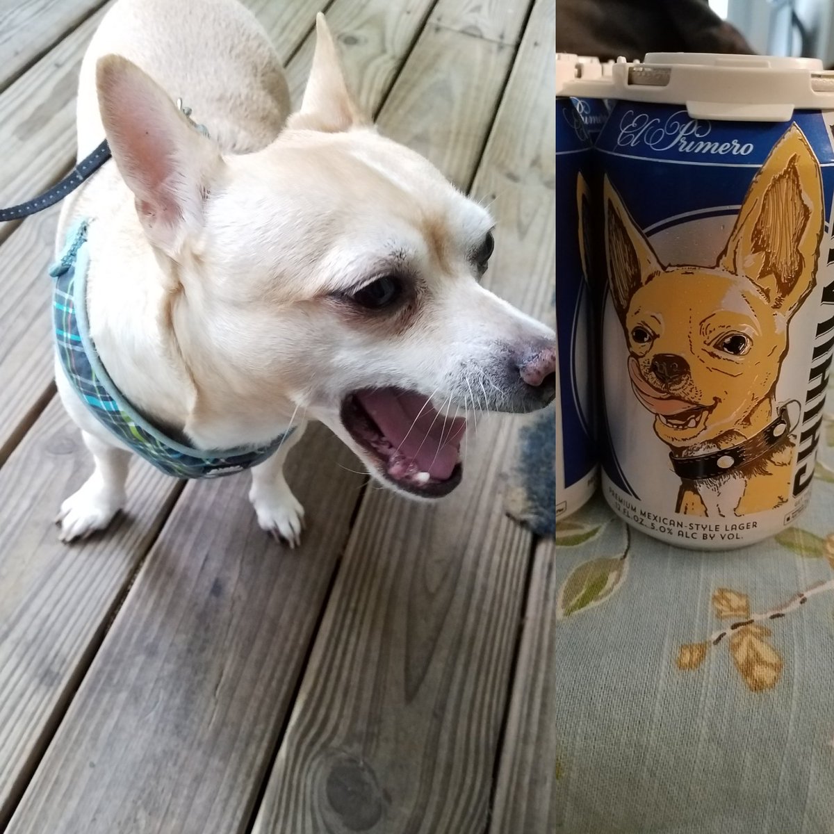 BarryBoy04's tweet photo. ZOMG I'm on a beer can! #BarryBoyTweets #BeerLovers #Chihuahua https://t.co/fIvapDS2it