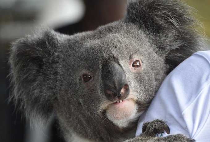 Ver imagen en Twitter