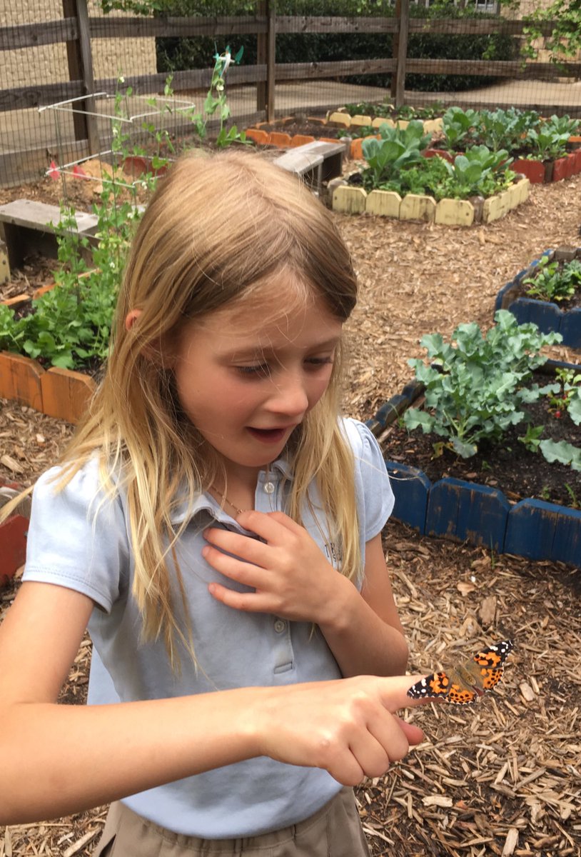 SecondSteinberg's tweet image. The look on her face says it all! #cherishchildhood #learnthroughdoing #wonder #awe #butterflyrelease #TrinityLearns