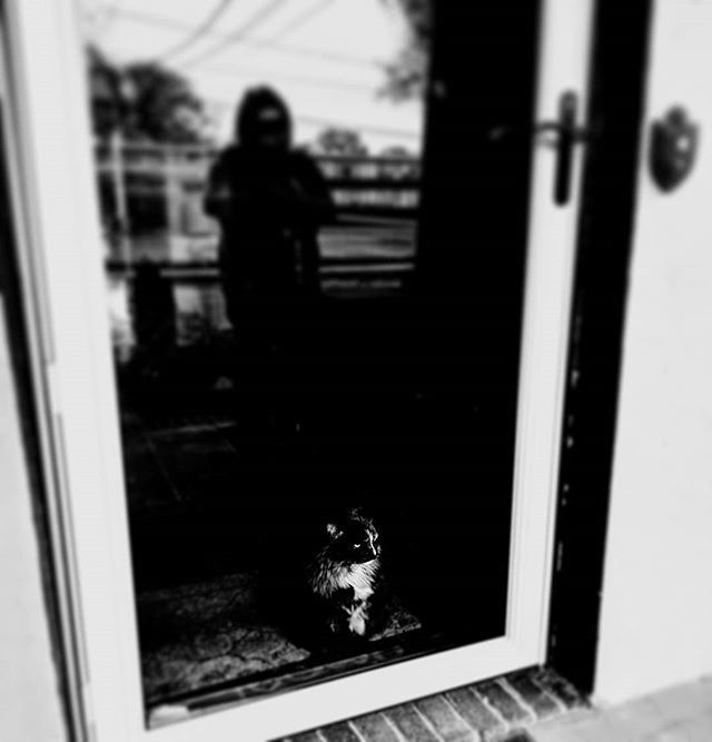 tom11ama's tweet image. From Instagram: watching cat-mom || #catsofinstagram #tortie #windowcat #watching #monochrome #blackandwhite