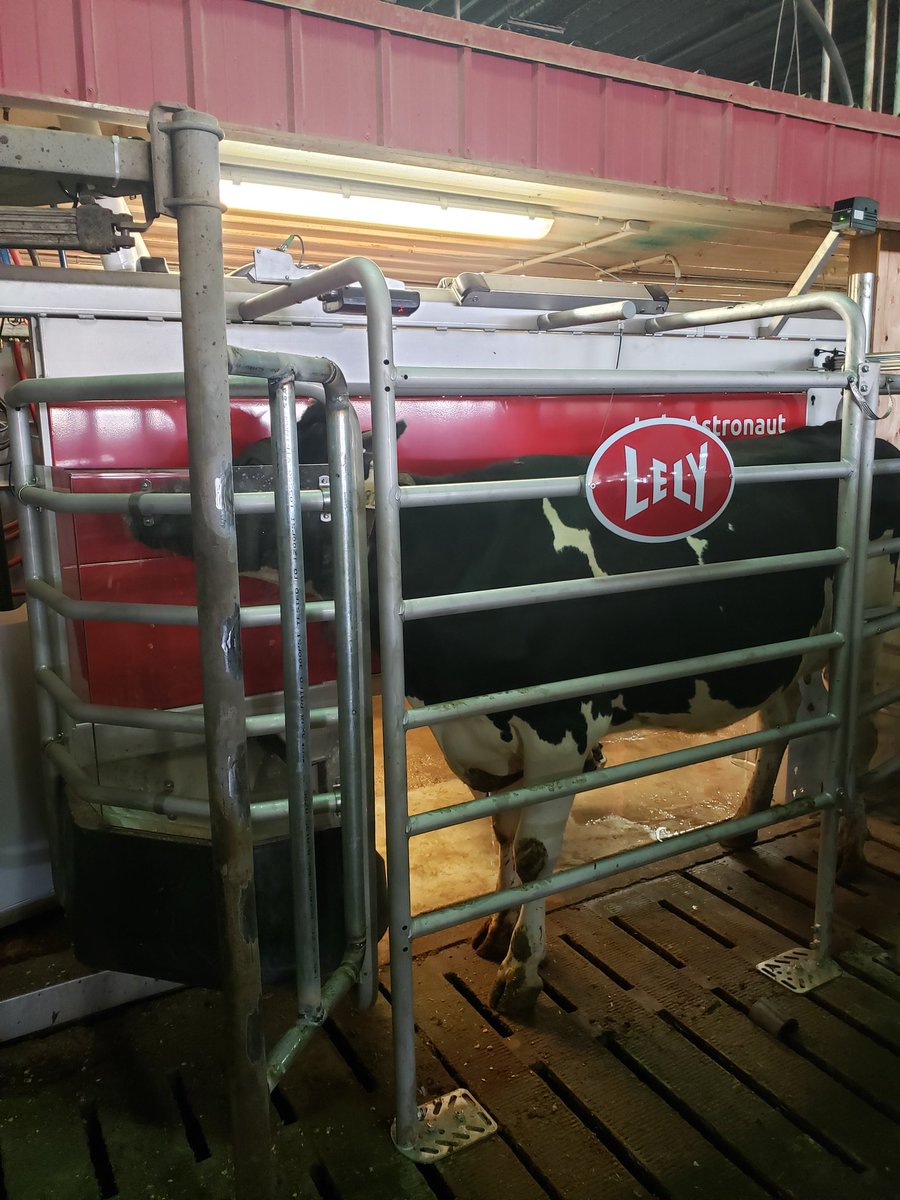 First cow in an A5 at Halarda. First 2  A5 replacing A3 are in. #lely. #Hotswap.