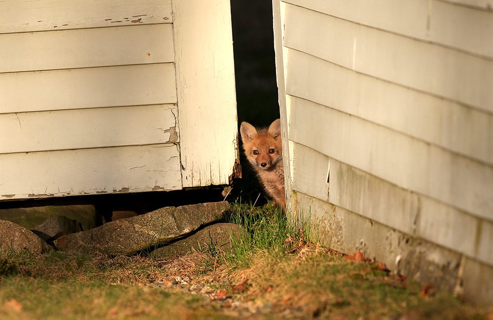Seasonal view...baby foxes on display at the Pembroke Friends Meeting House enjoy late afternoon sun.