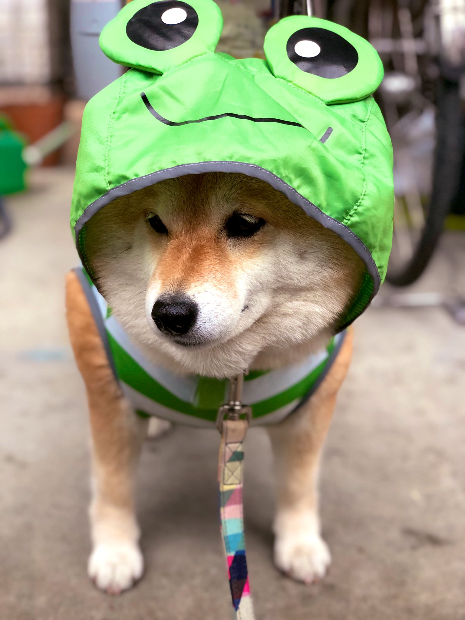 柴犬ハナ カッパ隊 ﾔﾀﾞﾅｰ ૩ Oஇ