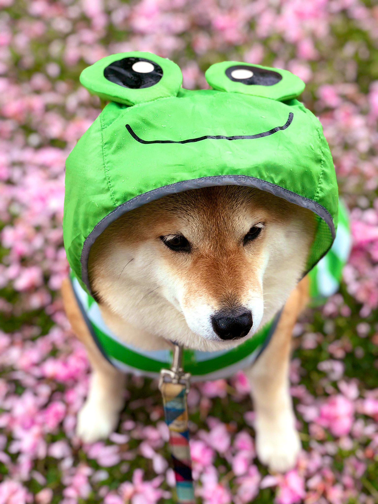 柴犬ハナ カッパ隊 ﾔﾀﾞﾅｰ ૩ Oஇ